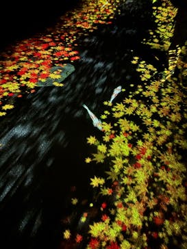 国営昭和記念公園 秋の夜散歩に投稿された画像（2025/11/29）