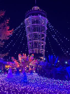 江の島シーキャンドルに投稿された画像（2025/11/29）