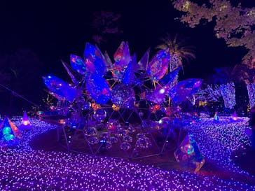 江の島シーキャンドルに投稿された画像（2025/11/29）