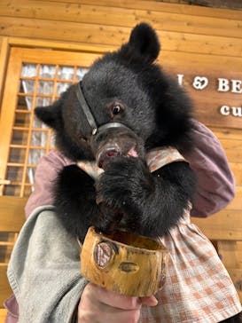 奥飛騨クマ牧場に投稿された画像（2025/11/29）