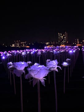 東京メガイルミに投稿された画像（2025/11/30）