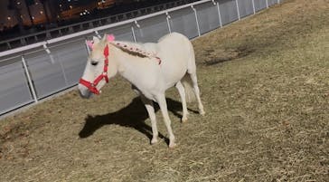 東京メガイルミに投稿された画像（2025/11/30）