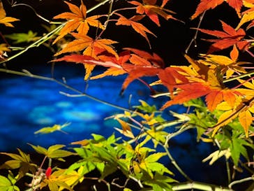 六義園に投稿された画像（2025/11/30）