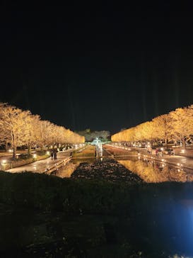 国営昭和記念公園 秋の夜散歩に投稿された画像（2025/11/30）