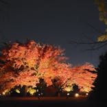 六義園に投稿された画像（2025/11/30）