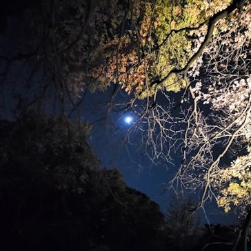 六義園に投稿された画像（2025/11/30）