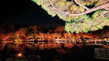 国営昭和記念公園 秋の夜散歩に投稿された画像（2025/11/30）