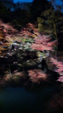 六義園に投稿された画像（2025/11/30）