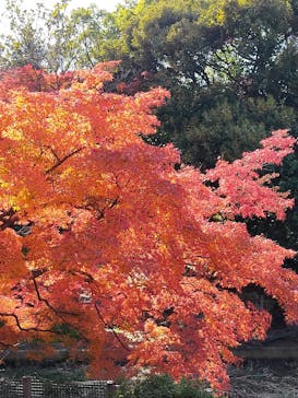 名古屋市東山動植物園に投稿された画像（2025/11/30）
