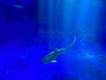 のとじま水族館に投稿された画像（2025/11/30）