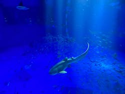 のとじま水族館に投稿された画像（2025/11/30）