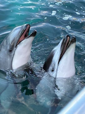 のとじま水族館に投稿された画像（2025/11/30）