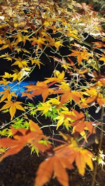 六義園に投稿された画像（2025/11/30）