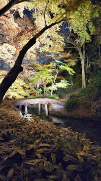 六義園に投稿された画像（2025/11/30）