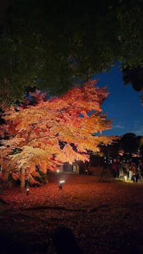 六義園に投稿された画像（2025/11/30）