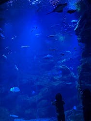 京都鉄道博物館×京都水族館に投稿された画像（2025/11/30）