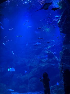 京都鉄道博物館×京都水族館に投稿された画像（2025/11/30）