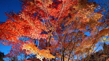 名古屋市東山動植物園に投稿された画像（2025/11/30）