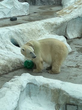 恩賜上野動物園に投稿された画像（2025/11/30）