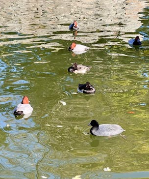 広島城に投稿された画像（2025/11/30）