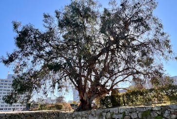 広島城に投稿された画像（2025/11/30）