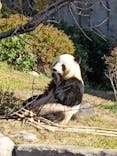 恩賜上野動物園に投稿された画像（2025/11/30）