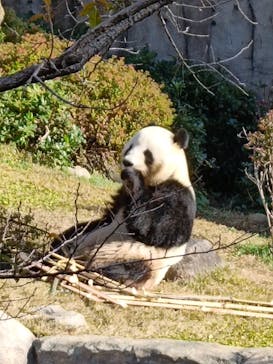 恩賜上野動物園に投稿された画像（2025/11/30）