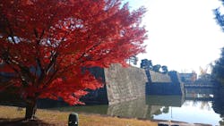 元離宮二条城に投稿された画像（2025/11/30）