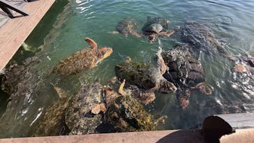 串本海中公園水族館に投稿された画像（2025/11/30）