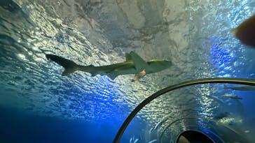 串本海中公園水族館に投稿された画像（2025/11/30）