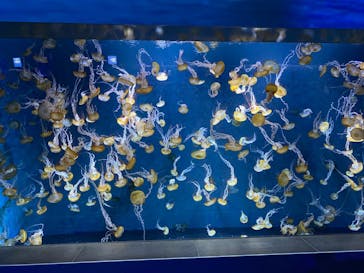 新江ノ島水族館に投稿された画像（2025/11/30）