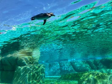 天王寺動物園に投稿された画像（2025/11/30）