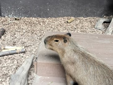 カワスイ 川崎⽔族館に投稿された画像（2025/11/30）