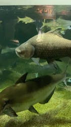 世界淡水魚園水族館　アクア・トトぎふに投稿された画像（2025/11/30）