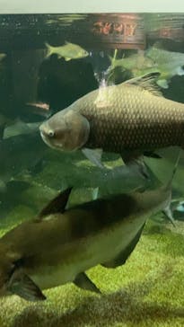 世界淡水魚園水族館　アクア・トトぎふに投稿された画像（2025/11/30）