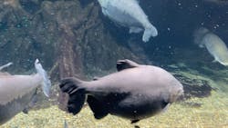 世界淡水魚園水族館　アクア・トトぎふに投稿された画像（2025/11/30）