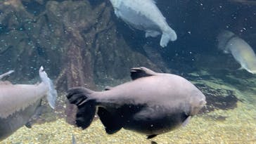 世界淡水魚園水族館　アクア・トトぎふに投稿された画像（2025/11/30）