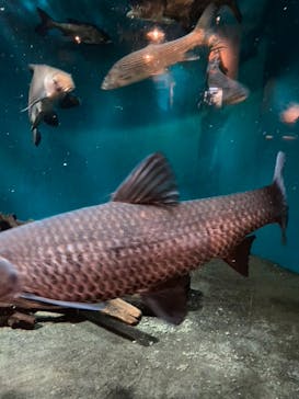 世界淡水魚園水族館　アクア・トトぎふに投稿された画像（2025/11/30）