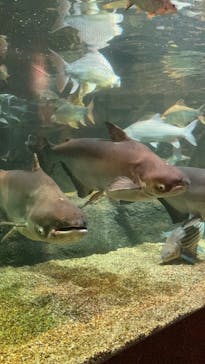 世界淡水魚園水族館　アクア・トトぎふに投稿された画像（2025/11/30）