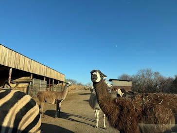 東北サファリパークに投稿された画像（2025/11/30）