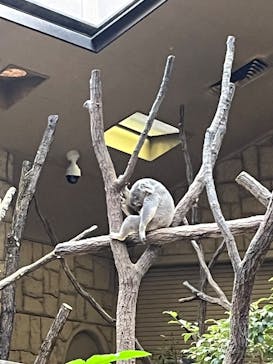 名古屋市東山動植物園に投稿された画像（2025/11/30）