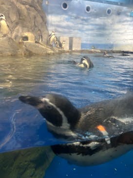 新江ノ島水族館に投稿された画像（2025/11/30）