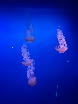 新江ノ島水族館に投稿された画像（2025/11/30）