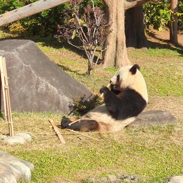 恩賜上野動物園に投稿された画像（2025/11/30）
