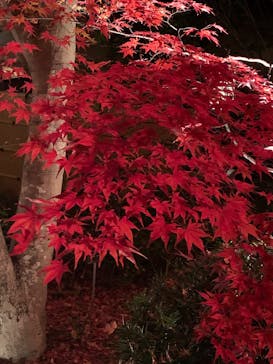 名古屋市東山動植物園に投稿された画像（2025/11/30）