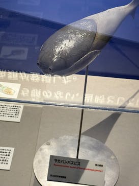 特別展「大絶滅展―生命史のビッグファイブ」に投稿された画像（2025/11/30）