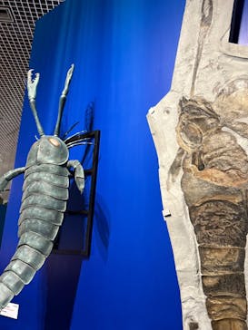 特別展「大絶滅展―生命史のビッグファイブ」に投稿された画像（2025/11/30）