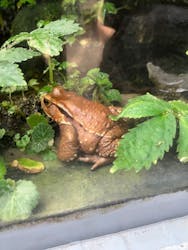 世界淡水魚園水族館　アクア・トトぎふに投稿された画像（2025/11/30）