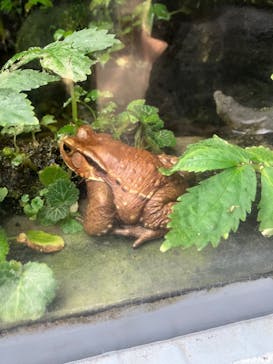 世界淡水魚園水族館　アクア・トトぎふに投稿された画像（2025/11/30）