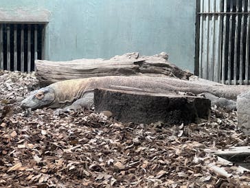 名古屋市東山動植物園に投稿された画像（2025/11/30）